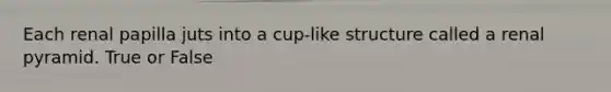 Each renal papilla juts into a cup-like structure called a renal pyramid. True or False