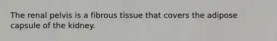 The renal pelvis is a fibrous tissue that covers the adipose capsule of the kidney.