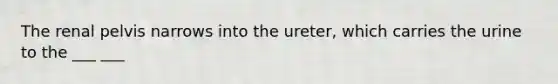 The renal pelvis narrows into the ureter, which carries the urine to the ___ ___