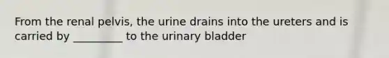 From the renal pelvis, the urine drains into the ureters and is carried by _________ to the urinary bladder