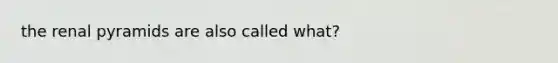 the renal pyramids are also called what?