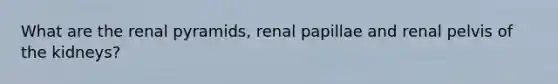 What are the renal pyramids, renal papillae and renal pelvis of the kidneys?