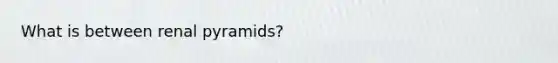 What is between renal pyramids?
