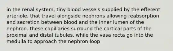 in the renal system, tiny blood vessels supplied by the efferent arteriole, that travel alongside nephrons allowing reabsorption and secretion between blood and the inner lumen of the nephron. these capillaries surround the cortical parts of the proximal and distal tubules, while the vasa recta go into the medulla to approach the nephron loop