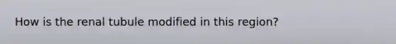 How is the renal tubule modified in this region?