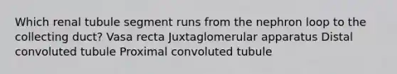 Which renal tubule segment runs from the nephron loop to the collecting duct? Vasa recta Juxtaglomerular apparatus Distal convoluted tubule Proximal convoluted tubule