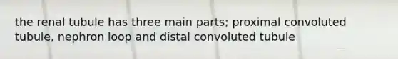 the renal tubule has three main parts; proximal convoluted tubule, nephron loop and distal convoluted tubule