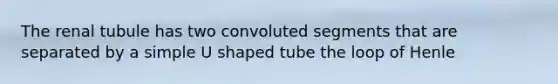 The renal tubule has two convoluted segments that are separated by a simple U shaped tube the loop of Henle