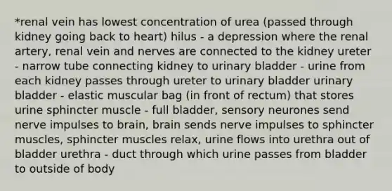 *renal vein has lowest concentration of urea (passed through kidney going back to heart) hilus - a depression where the renal artery, renal vein and nerves are connected to the kidney ureter - narrow tube connecting kidney to urinary bladder - urine from each kidney passes through ureter to urinary bladder urinary bladder - elastic muscular bag (in front of rectum) that stores urine sphincter muscle - full bladder, sensory neurones send nerve impulses to brain, brain sends nerve impulses to sphincter muscles, sphincter muscles relax, urine flows into urethra out of bladder urethra - duct through which urine passes from bladder to outside of body