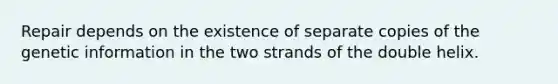 Repair depends on the existence of separate copies of the genetic information in the two strands of the double helix.