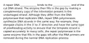 A repair DNA _____________ binds to the ______________ end of the cut DNA strand. The enzyme then fills in the gap by making a complementary copy of the information present in the undamaged strand. Although they differ from the DNA polymerase that replicates DNA, repair DNA polymerases synthesize DNA strands in the same way. For example, they elongate chains in the 5ʹ-to-3ʹ direction and have the same type of proofreading activity to ensure that the template strand is copied accurately. In many cells, the repair polymerase is the same enzyme that fills in the gaps left after the RNA primers are removed during the normal DNA replication process