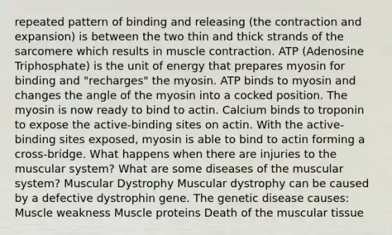 repeated pattern of binding and releasing (the contraction and expansion) is between the two thin and thick strands of the sarcomere which results in <a href='https://www.questionai.com/knowledge/k0LBwLeEer-muscle-contraction' class='anchor-knowledge'>muscle contraction</a>. ATP (Adenosine Triphosphate) is the unit of energy that prepares myosin for binding and "recharges" the myosin. ATP binds to myosin and changes the angle of the myosin into a cocked position. The myosin is now ready to bind to actin. Calcium binds to troponin to expose the active-binding sites on actin. With the active-binding sites exposed, myosin is able to bind to actin forming a cross-bridge. What happens when there are injuries to the muscular system? What are some diseases of the muscular system? Muscular Dystrophy Muscular dystrophy can be caused by a defective dystrophin gene. The genetic disease causes: Muscle weakness Muscle proteins Death of the muscular tissue