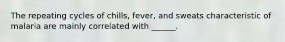 The repeating cycles of chills, fever, and sweats characteristic of malaria are mainly correlated with ______.