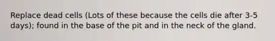 Replace dead cells (Lots of these because the cells die after 3-5 days); found in the base of the pit and in the neck of the gland.