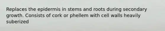 Replaces the epidermis in stems and roots during secondary growth. Consists of cork or phellem with cell walls heavily suberized