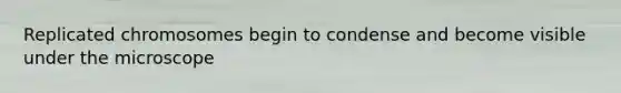 Replicated chromosomes begin to condense and become visible under the microscope