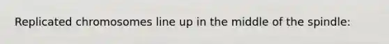 Replicated chromosomes line up in the middle of the spindle: