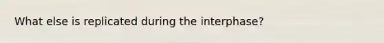 What else is replicated during the interphase?