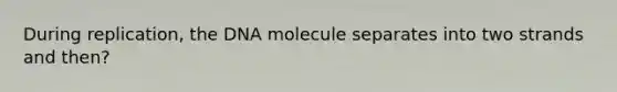 During replication, the DNA molecule separates into two strands and then?