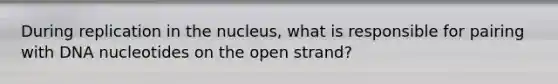 During replication in the nucleus, what is responsible for pairing with DNA nucleotides on the open strand?