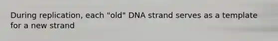 During replication, each "old" DNA strand serves as a template for a new strand