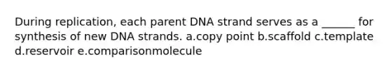 During replication, each parent DNA strand serves as a ______ for synthesis of new DNA strands. a.copy point b.scaffold c.template d.reservoir e.comparisonmolecule