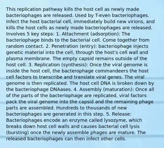 This replication pathway kills the host cell as newly made bacteriophages are released. Used by T-even bacteriophages. Infect the host bacterial cell, immediately build new virions, and kills the host cells as newly made bacteriophages are released. Involves 5 key steps: 1. Attachment (adsorption): The bacteriophage binds to the bacterial cell. Come together from random contact. 2. Penetration (entry): bacteriophage injects genetic material into the cell, through the host's cell wall and plasma membrane. The empty capsid remains outside of the host cell. 3. Replication (synthesis): Once the viral genome is inside the host cell, the bacterophage commandeers the host cell factors to transcribe and translate viral genes. The viral genome is then replicated. The host cell DNA is broken down by the bacteriophage DNAases. 4. Assembly (maturation): Once all of the parts of the bacteriophage are replicated, viral factors pack the viral genome into the capsid and the remaining phage parts are assembled. Hundreds to thousands of new bacteriophages are generated in this step. 5. Release: Bacteriophages encode an enzyme called lysozyme, which breaks down host cell walls and causes bacterial cell lysis (bursting) once the newly assemble phages are mature. The released bacteriophages can then infect other cells.