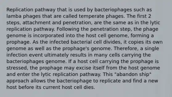 Replication pathway that is used by bacteriophages such as lamba phages that are called temperate phages. The first 2 steps, attachment and penetration, are the same as in the lytic replication pathway. Following the penetration step, the phage genome is incorporated into the host cell genome, forming a prophage. As the infected bacterial cell divides, it copies its own genome as well as the prophage's genome. Therefore, a single infection event ultimately results in many cells carrying the bacteriophages genome. If a host cell carrying the prophage is stressed, the prophage may excise itself from the host genome and enter the lytic replication pathway. This "abandon ship" approach allows the bacteriophage to replicate and find a new host before its current host cell dies.