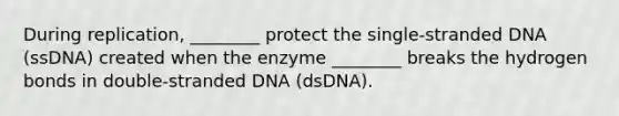 During replication, ________ protect the single-stranded DNA (ssDNA) created when the enzyme ________ breaks the hydrogen bonds in double-stranded DNA (dsDNA).