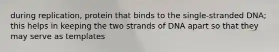 during replication, protein that binds to the single-stranded DNA; this helps in keeping the two strands of DNA apart so that they may serve as templates