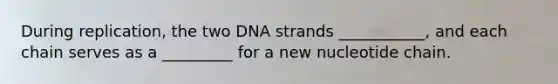 During replication, the two DNA strands ___________, and each chain serves as a _________ for a new nucleotide chain.