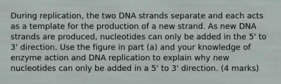 During replication, the two DNA strands separate and each acts as a template for the production of a new strand. As new DNA strands are produced, nucleotides can only be added in the 5' to 3' direction. Use the figure in part (a) and your knowledge of enzyme action and DNA replication to explain why new nucleotides can only be added in a 5' to 3' direction. (4 marks)