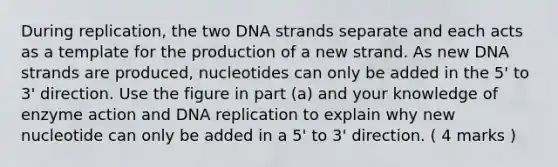 During replication, the two DNA strands separate and each acts as a template for the production of a new strand. As new DNA strands are produced, nucleotides can only be added in the 5' to 3' direction. Use the figure in part (a) and your knowledge of enzyme action and DNA replication to explain why new nucleotide can only be added in a 5' to 3' direction. ( 4 marks )