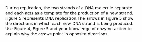 During replication, the two strands of a DNA molecule separate and each acts as a template for the production of a new strand. Figure 5 represents DNA replication.The arrows in Figure 5 show the directions in which each new DNA strand is being produced. Use Figure 4, Figure 5 and your knowledge of enzyme action to explain why the arrows point in opposite directions.