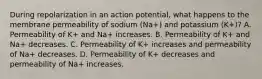 During repolarization in an action potential, what happens to the membrane permeability of sodium (Na+) and potassium (K+)? A. Permeability of K+ and Na+ increases. B. Permeability of K+ and Na+ decreases. C. Permeability of K+ increases and permeability of Na+ decreases. D. Permeability of K+ decreases and permeability of Na+ increases.