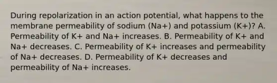 During repolarization in an action potential, what happens to the membrane permeability of sodium (Na+) and potassium (K+)? A. Permeability of K+ and Na+ increases. B. Permeability of K+ and Na+ decreases. C. Permeability of K+ increases and permeability of Na+ decreases. D. Permeability of K+ decreases and permeability of Na+ increases.