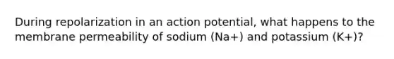 During repolarization in an action potential, what happens to the membrane permeability of sodium (Na+) and potassium (K+)?