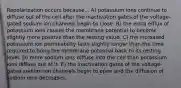 Repolarization occurs because... A) potassium ions continue to diffuse out of the cell after the inactivation gates of the voltage-gated sodium ion channels begin to close. B) the extra efflux of potassium ions causes the membrane potential to become slightly more positive than the resting value. C) the increased potassium ion permeability lasts slightly longer than the time required to bring the membrane potential back to its resting level. D) more sodium ions diffuse into the cell than potassium ions diffuse out of it. E) the inactivation gates of the voltage-gated sodium ion channels begin to open and the diffusion of sodium ions decreases.