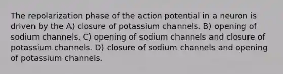 The repolarization phase of the action potential in a neuron is driven by the A) closure of potassium channels. B) opening of sodium channels. C) opening of sodium channels and closure of potassium channels. D) closure of sodium channels and opening of potassium channels.