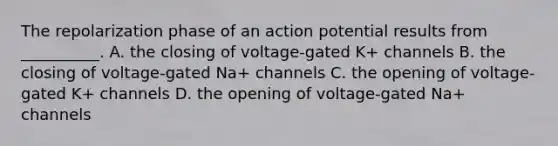 The repolarization phase of an action potential results from __________. A. the closing of voltage-gated K+ channels B. the closing of voltage-gated Na+ channels C. the opening of voltage-gated K+ channels D. the opening of voltage-gated Na+ channels