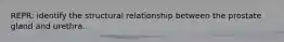 REPR: identify the structural relationship between the prostate gland and urethra.