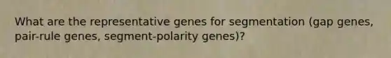 What are the representative genes for segmentation (gap genes, pair-rule genes, segment-polarity genes)?