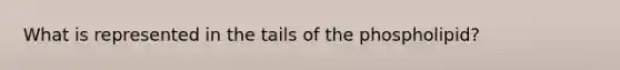 What is represented in the tails of the phospholipid?