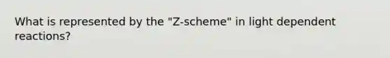 What is represented by the "Z-scheme" in light dependent reactions?