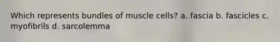 Which represents bundles of muscle cells? a. fascia b. fascicles c. myofibrils d. sarcolemma