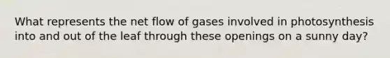 What represents the net flow of gases involved in photosynthesis into and out of the leaf through these openings on a sunny day?