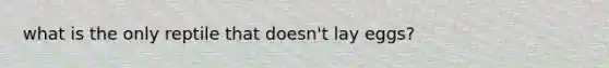 what is the only reptile that doesn't lay eggs?