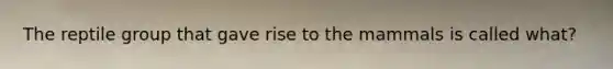 The reptile group that gave rise to the mammals is called what?