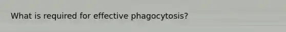 What is required for effective phagocytosis?