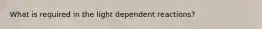 What is required in the light dependent reactions?